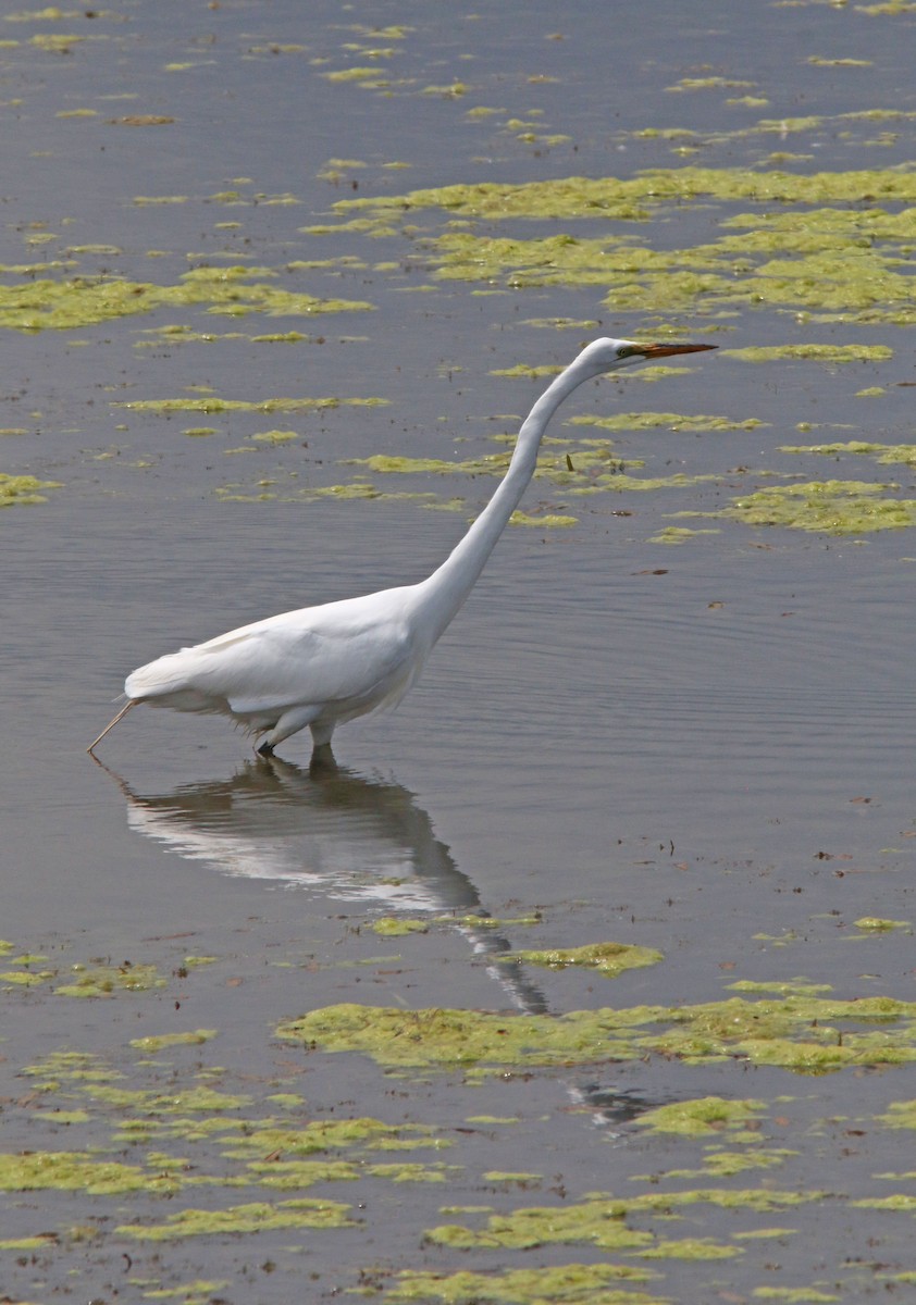 Great Egret - ML623276511