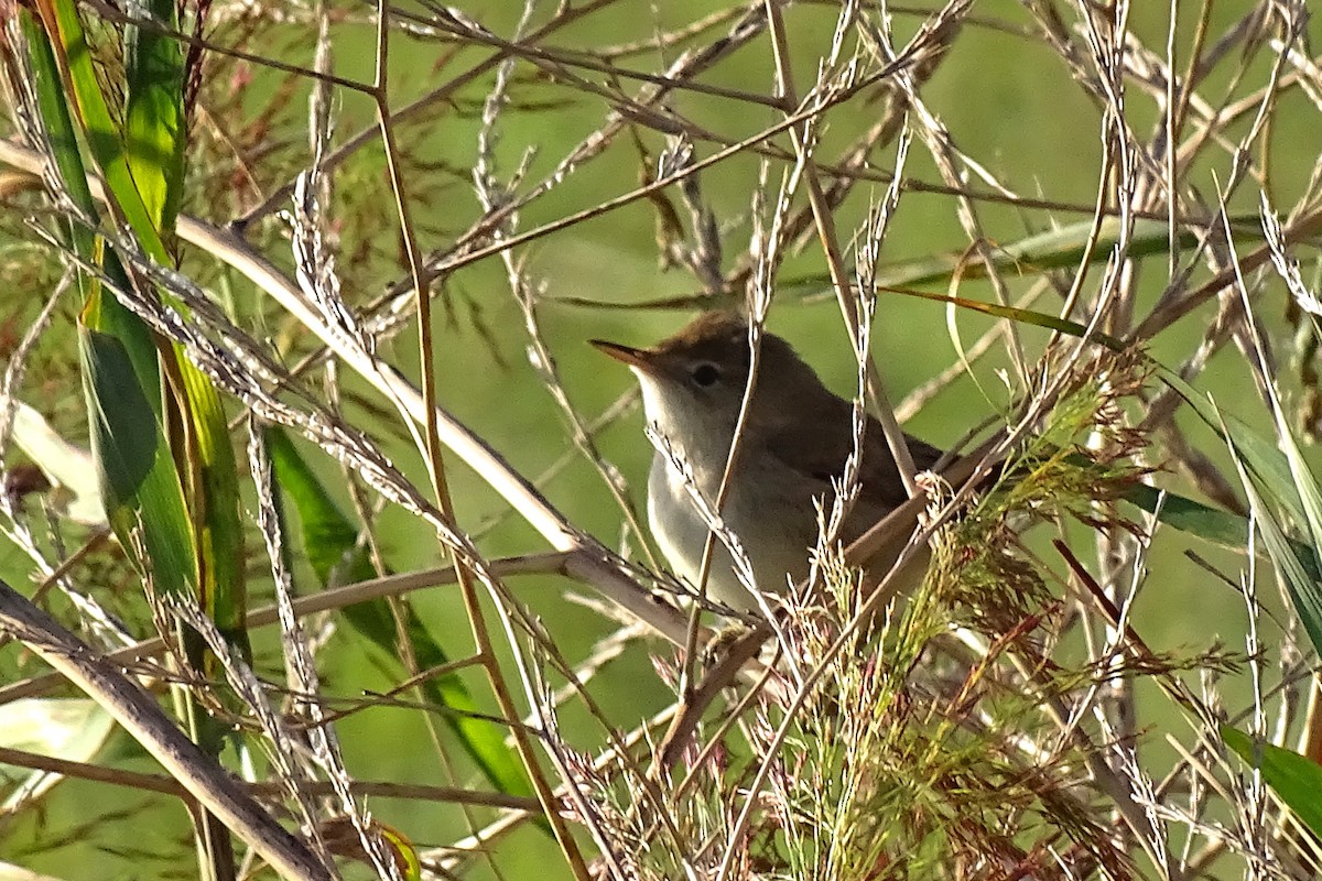 Common Reed Warbler - ML623276615