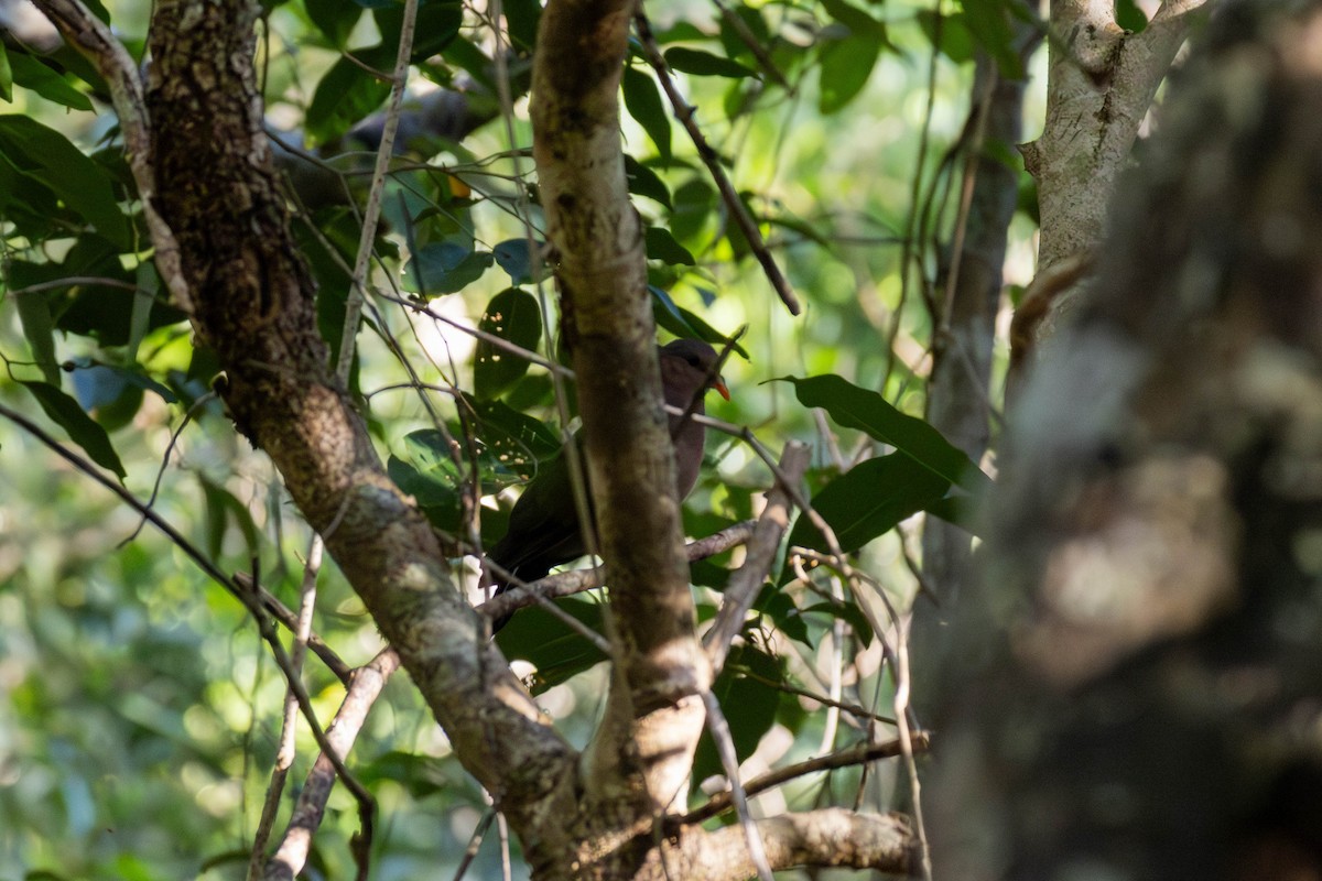 Pacific Emerald Dove - ML623276617