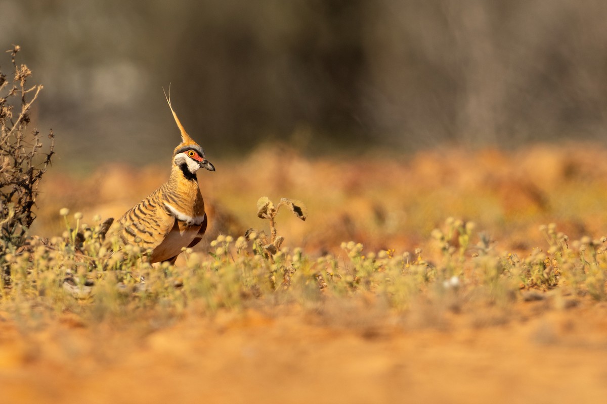 Spinifex Pigeon - ML623276675