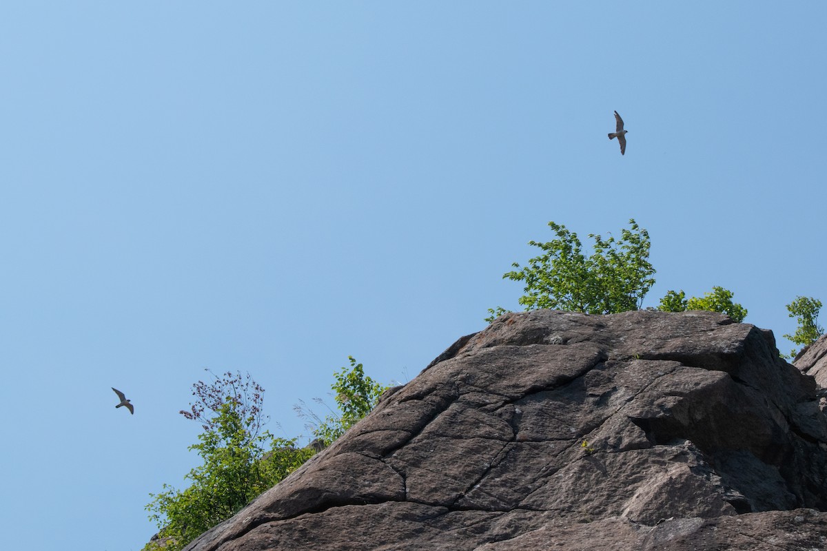 Peregrine Falcon - ML623276682