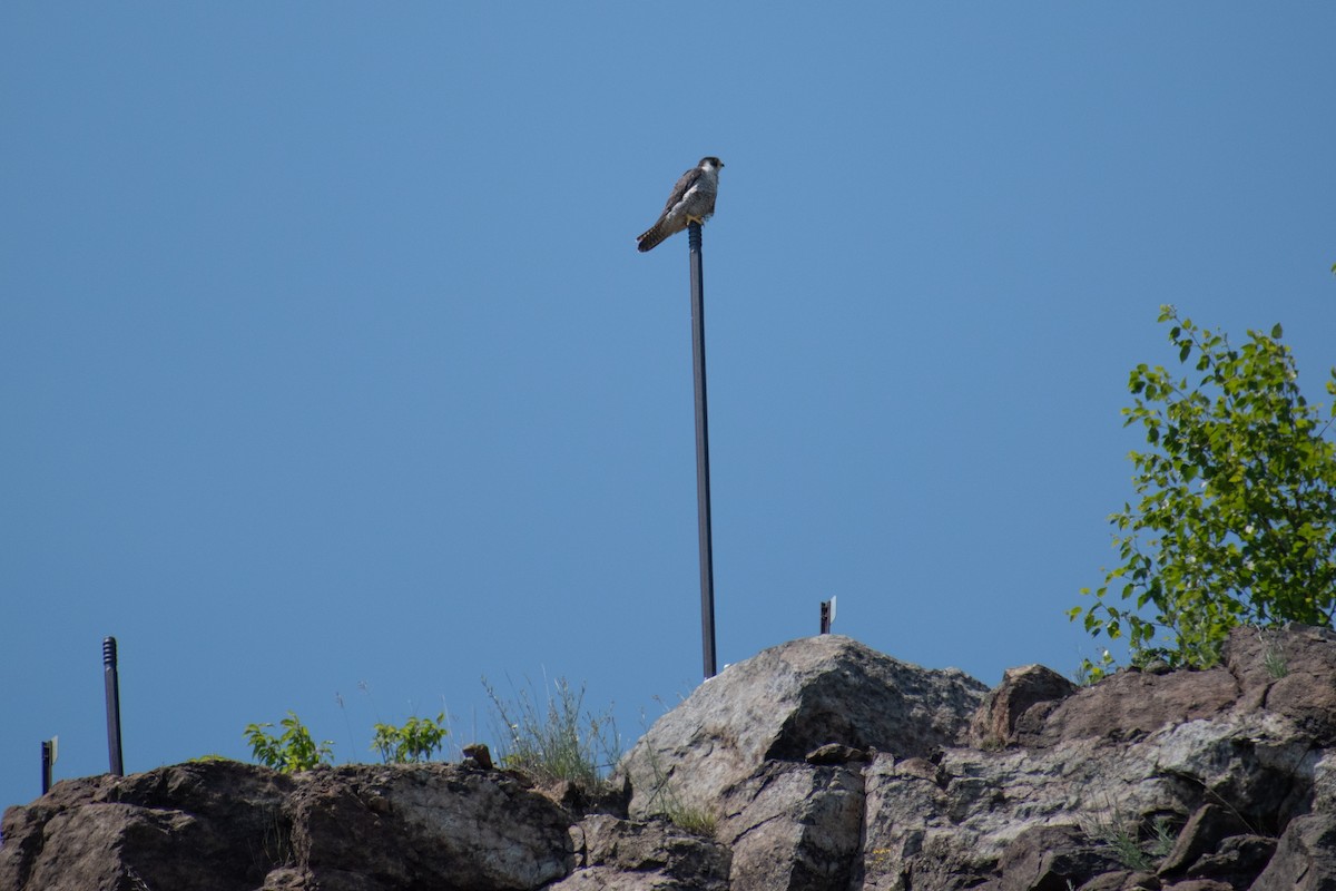 Peregrine Falcon - ML623276684