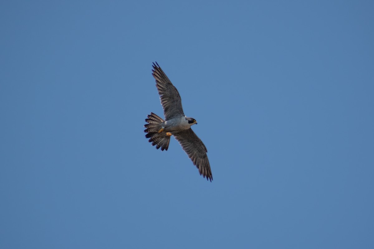 Peregrine Falcon - ML623276686