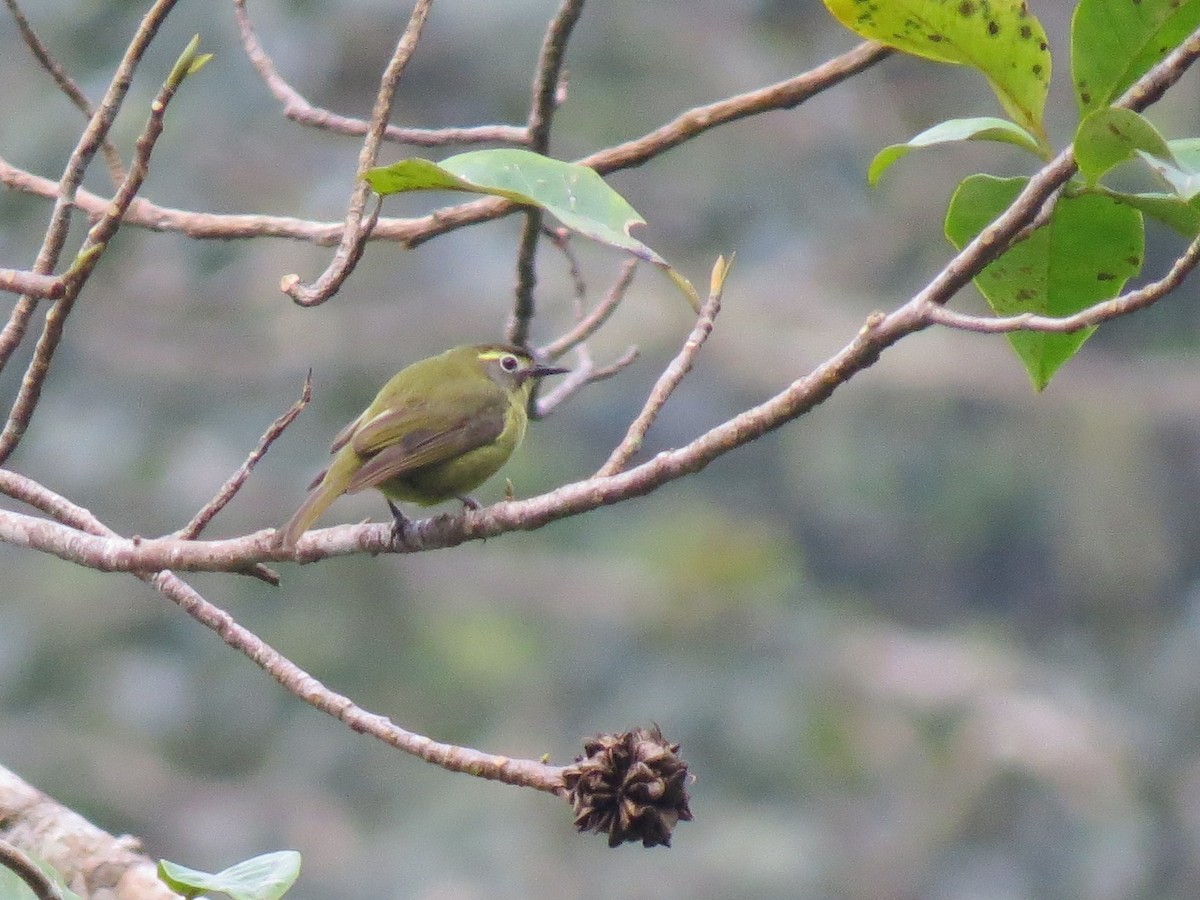 White-browed White-eye - ML623276689