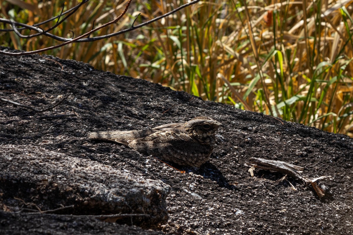 Spotted Nightjar - ML623276693