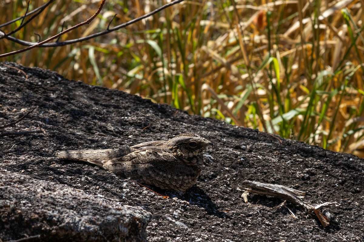 Spotted Nightjar - ML623276694