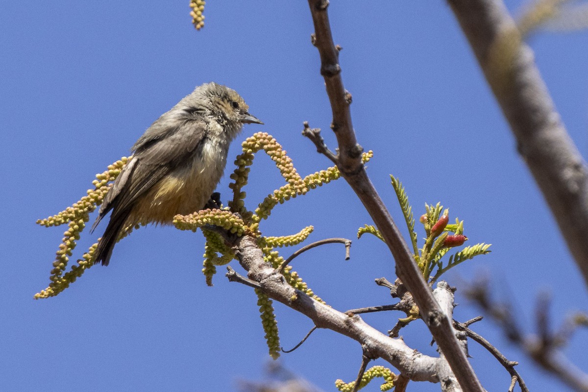 African Penduline-Tit - ML623276706