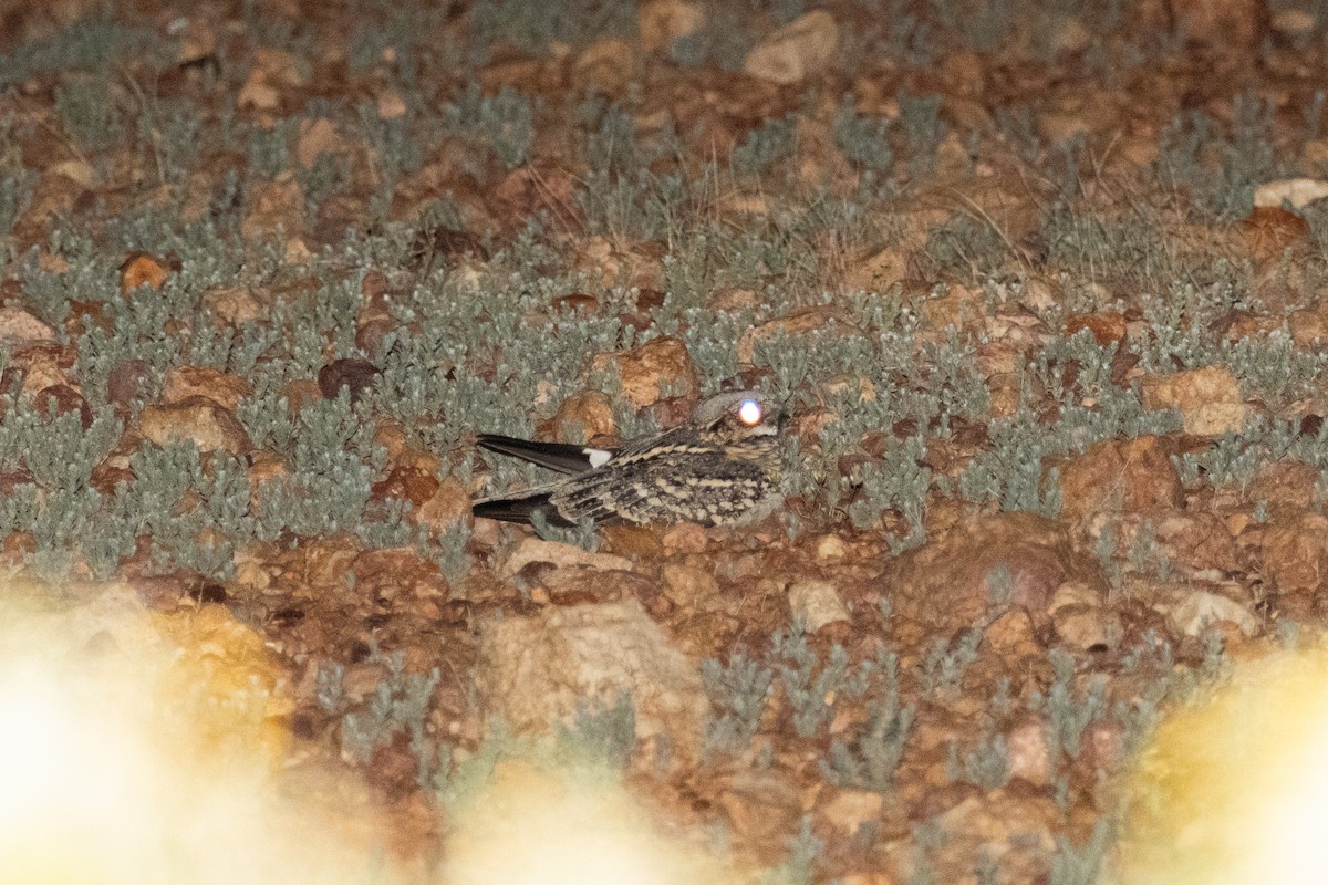 Spotted Nightjar - ML623276708