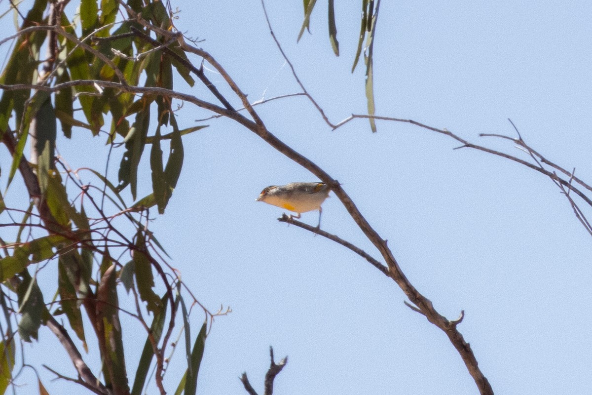 Red-browed Pardalote - ML623276724