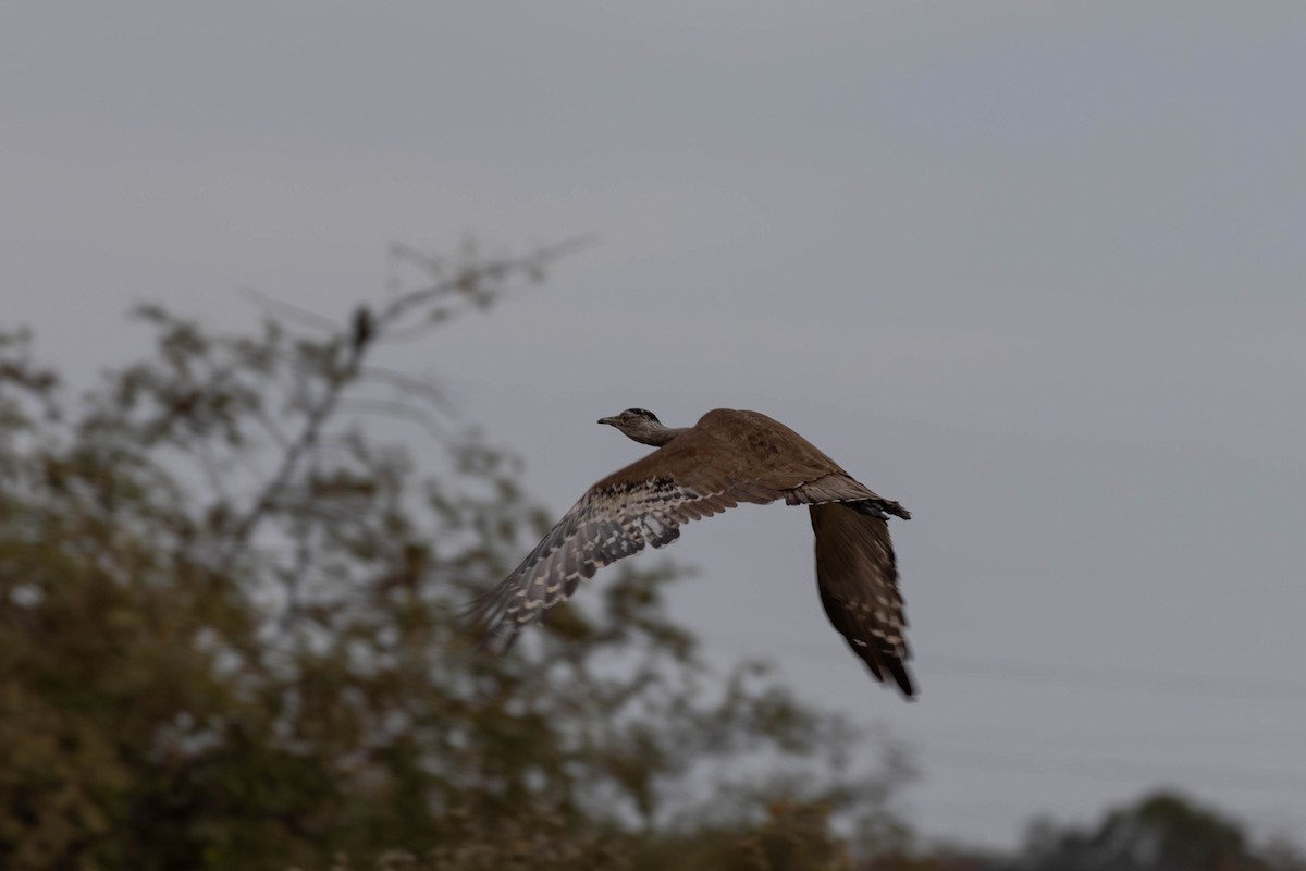 Australian Bustard - Mitchell Heide