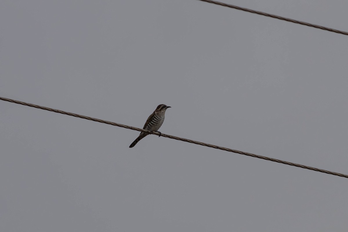 Horsfield's Bronze-Cuckoo - ML623276750