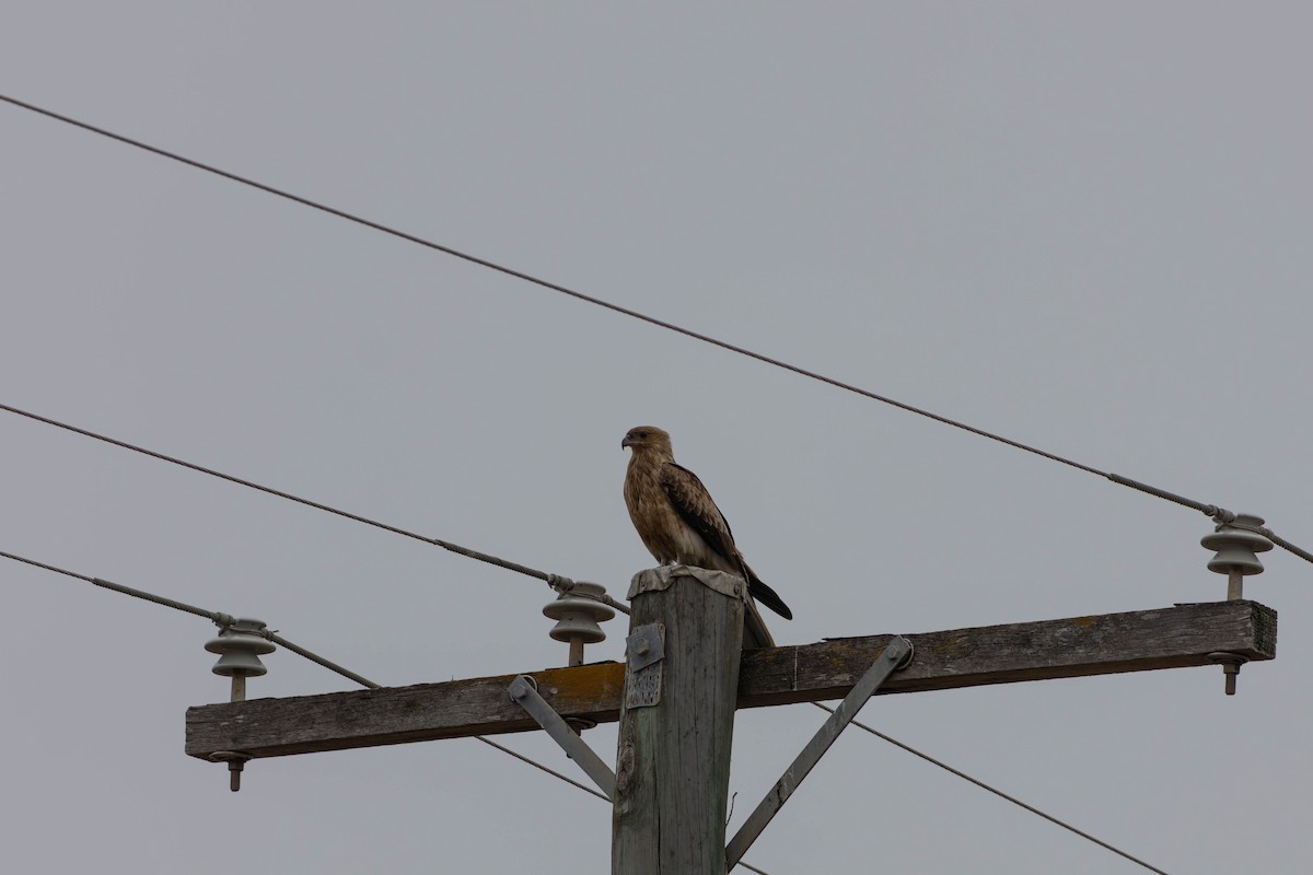 Whistling Kite - ML623276752