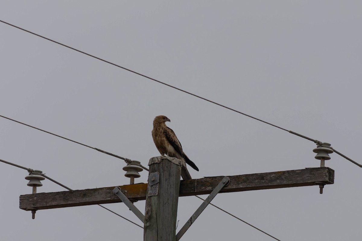 Whistling Kite - ML623276753