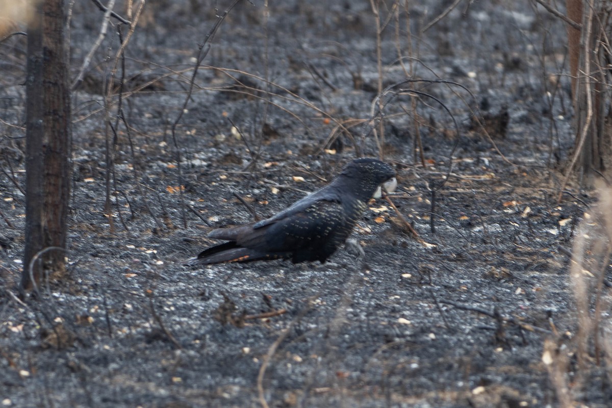 Red-tailed Black-Cockatoo - ML623276764