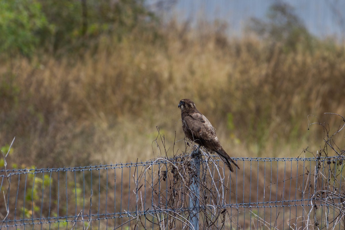 Brown Falcon - ML623276766