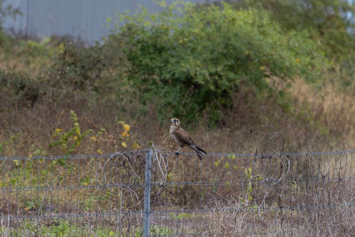 Brown Falcon - ML623276767