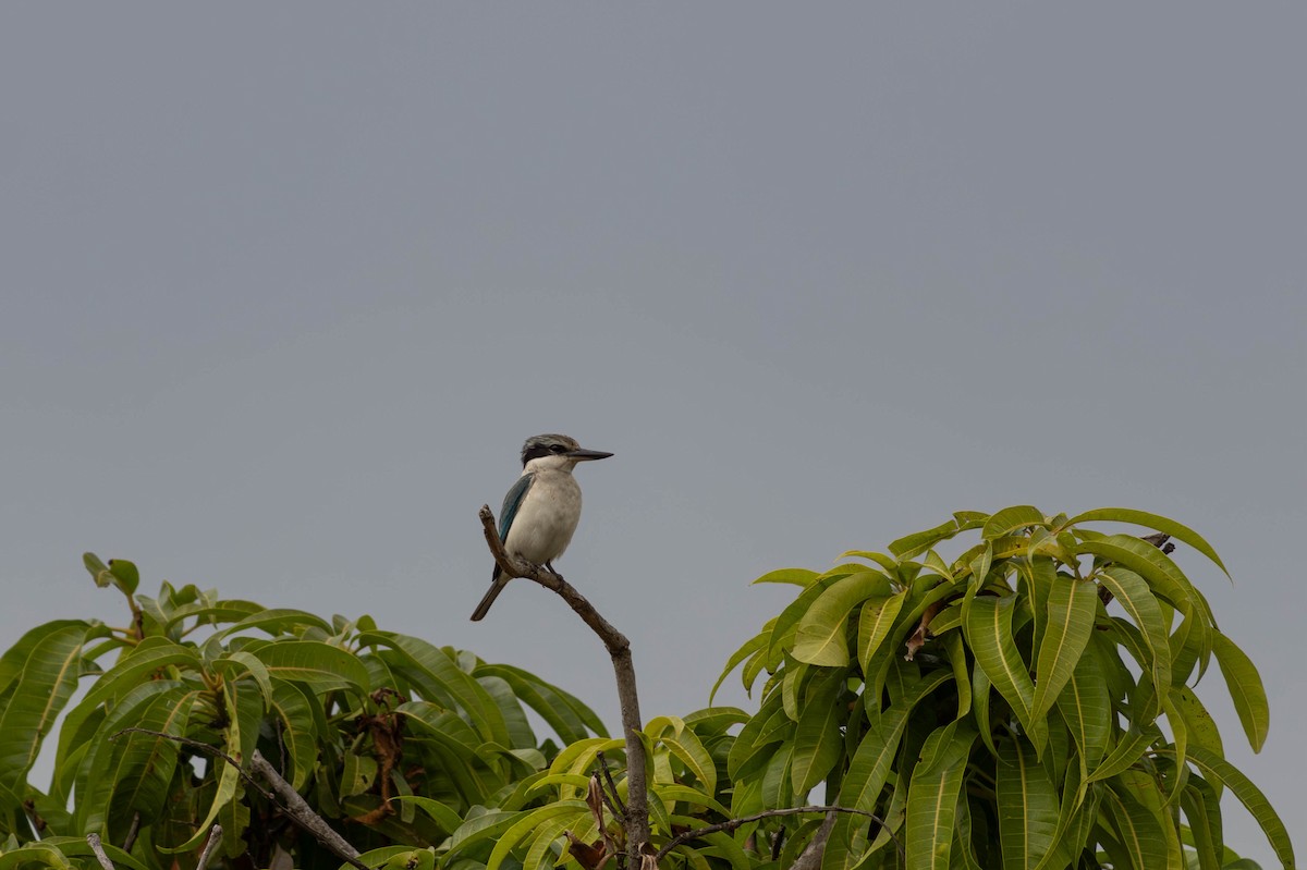 Red-backed Kingfisher - ML623276770