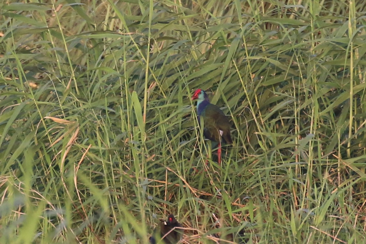 African Swamphen - ML623276814