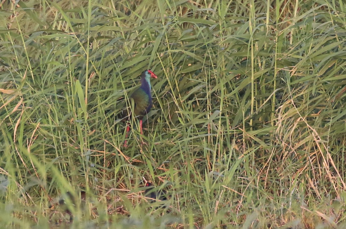 African Swamphen - ML623276815