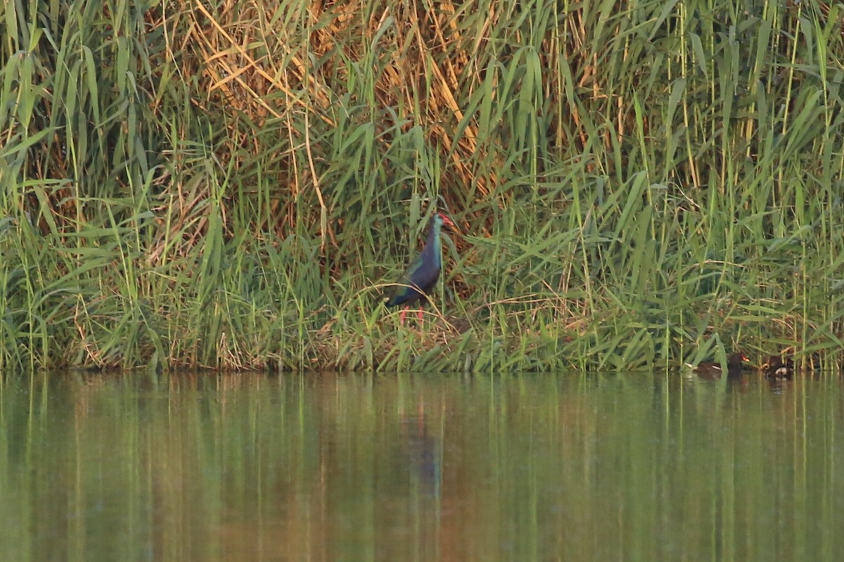 African Swamphen - Chris Kehoe