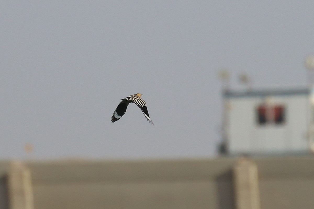 Eurasian Hoopoe (Eurasian) - ML623276868