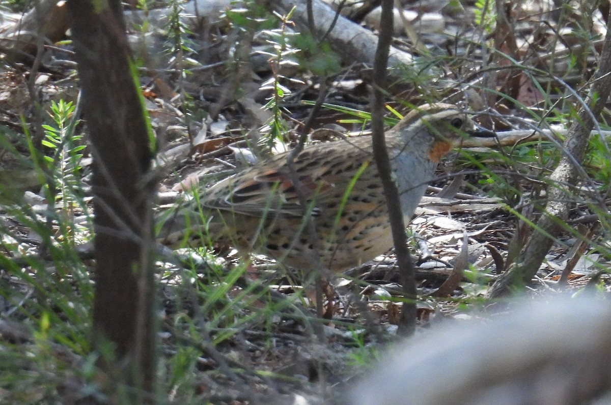 Spotted Quail-thrush - ML623276911