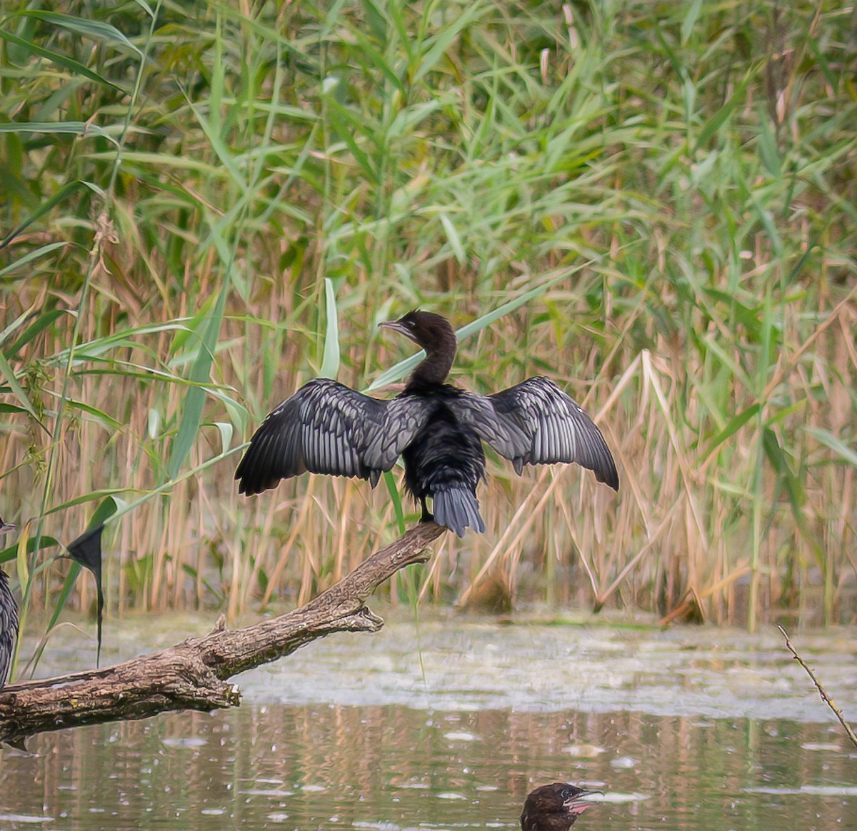 Pygmy Cormorant - Philipp Schubert