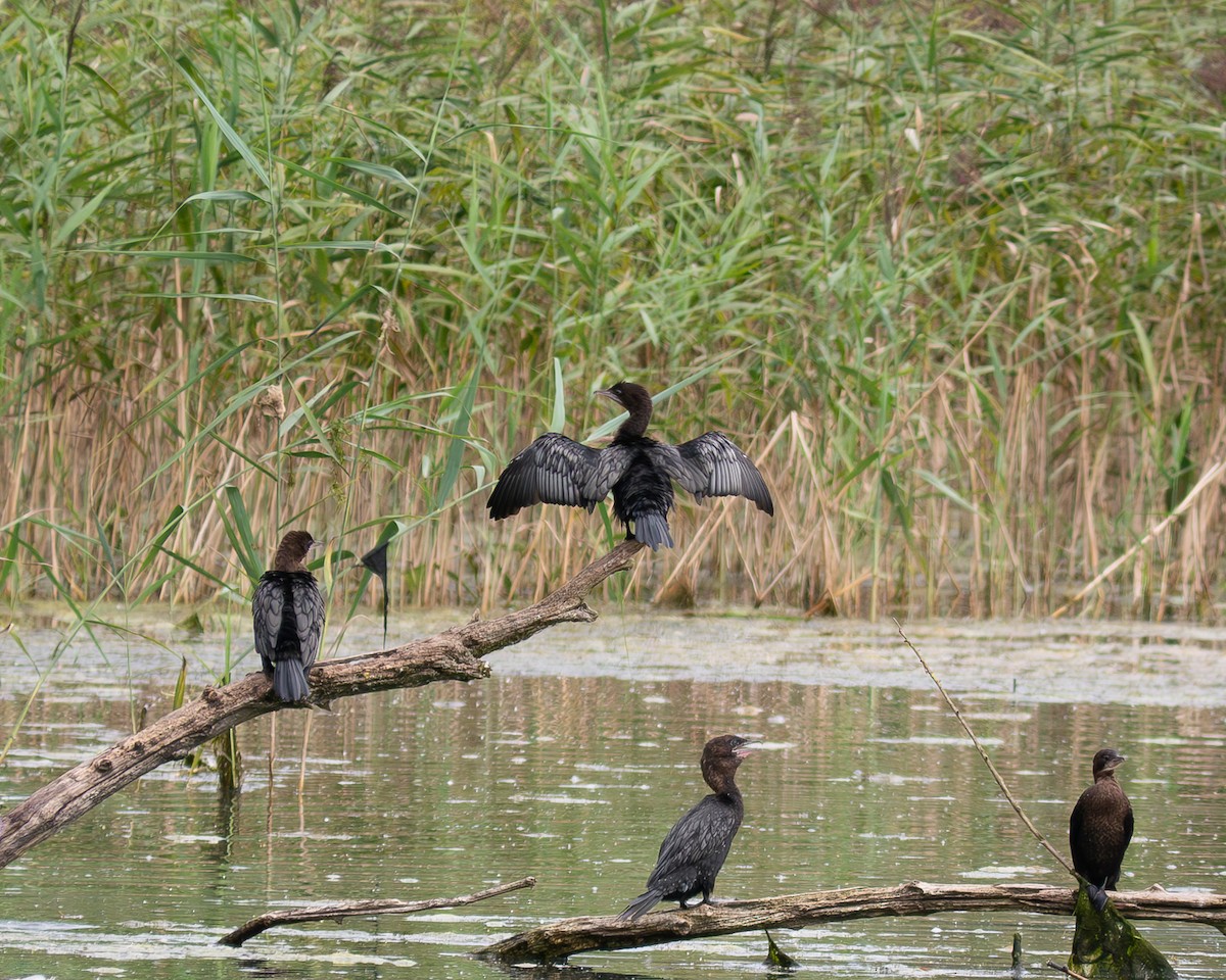 Pygmy Cormorant - ML623276943