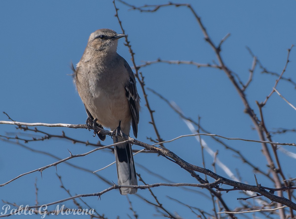 Patagonian Mockingbird - ML623277015