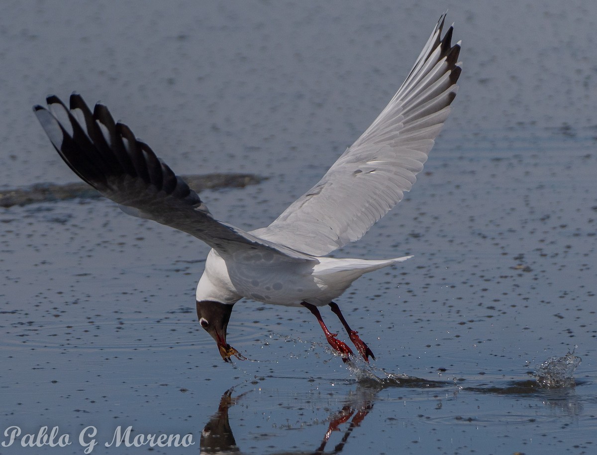 Brown-hooded Gull - ML623277030