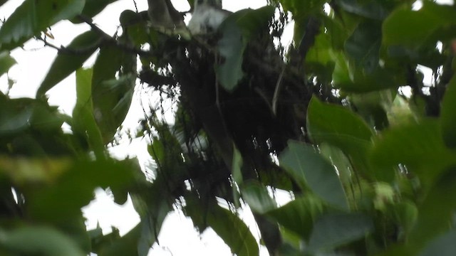 Black Baza - ML623277038