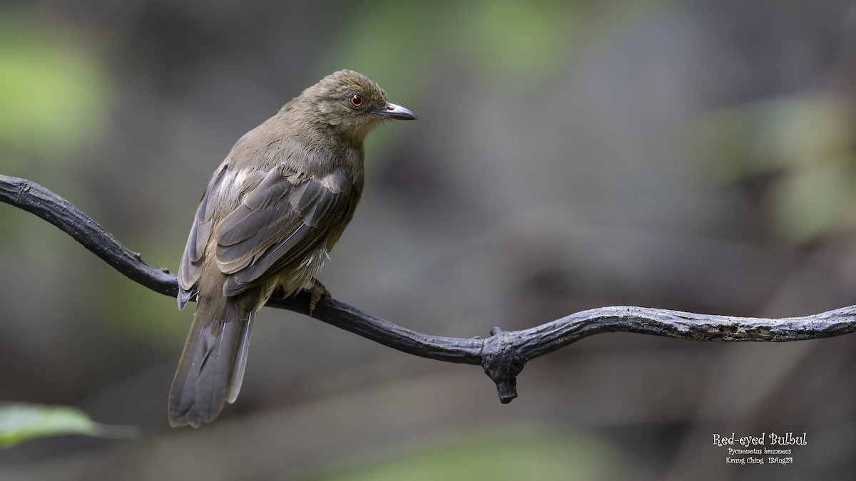 Red-eyed Bulbul - ML623277041