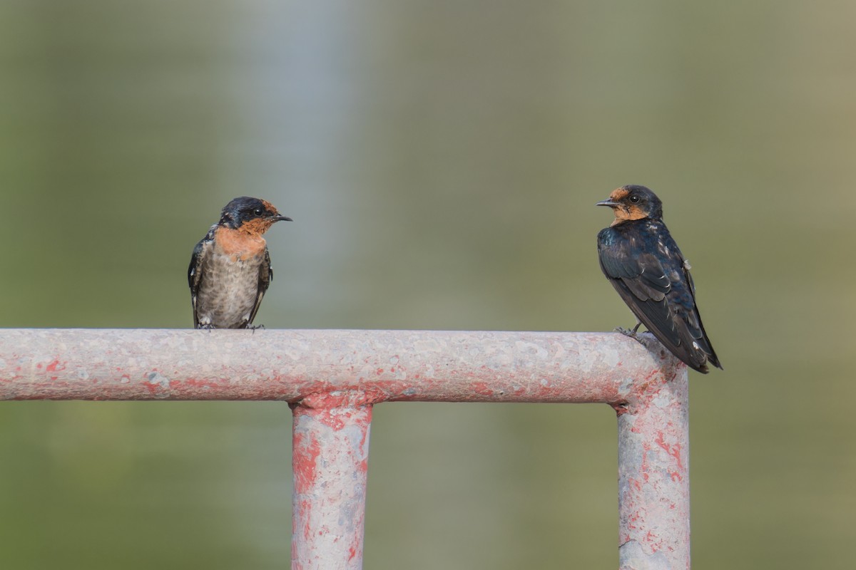 Pacific Swallow (Pacific) - ML623277088