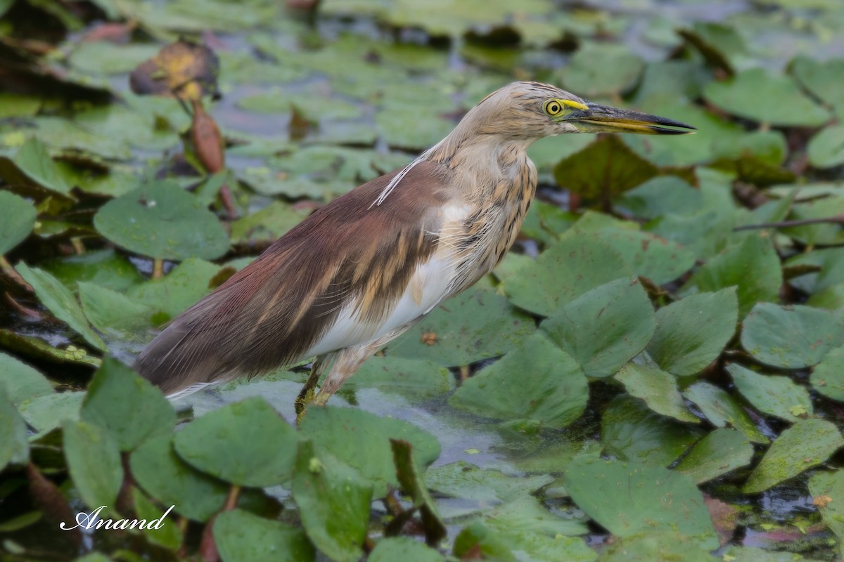 Indian Pond-Heron - ML623277090