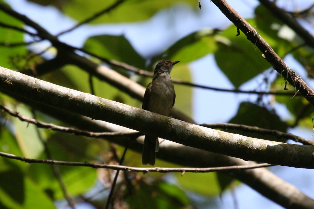 Spectacled Bulbul - ML623277099