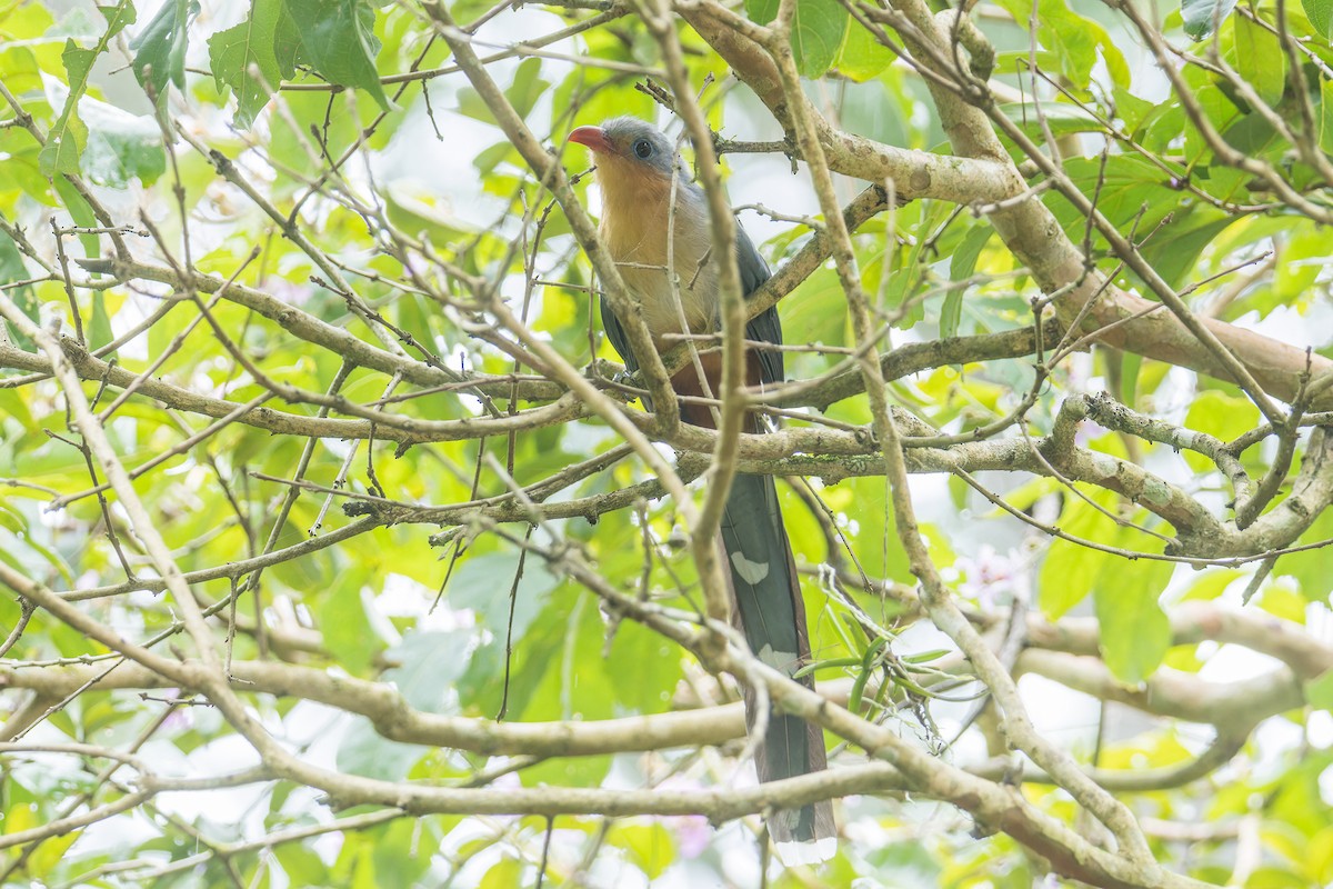 Red-billed Malkoha - ML623277102