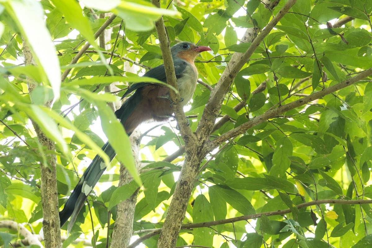 Red-billed Malkoha - ML623277103