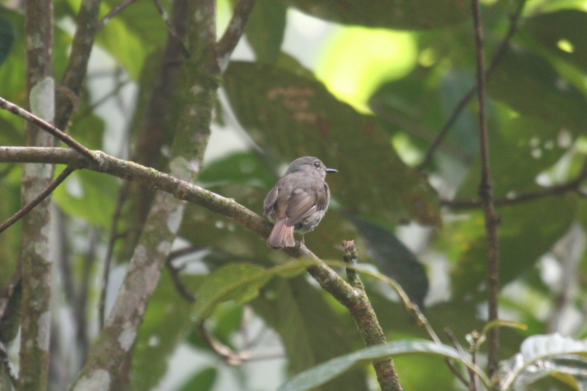 Fulvous-chested Jungle Flycatcher - ML623277104