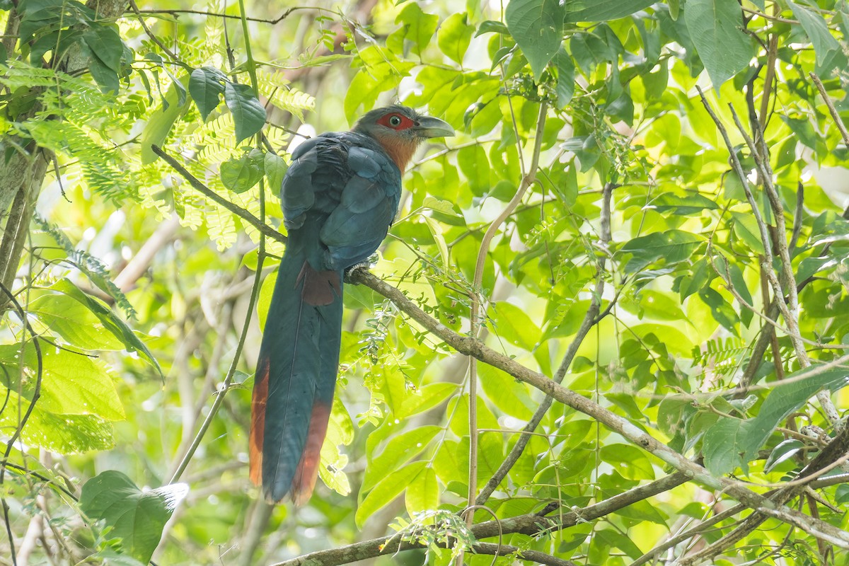 Chestnut-breasted Malkoha (Chestnut-breasted) - Wich’yanan Limparungpatthanakij