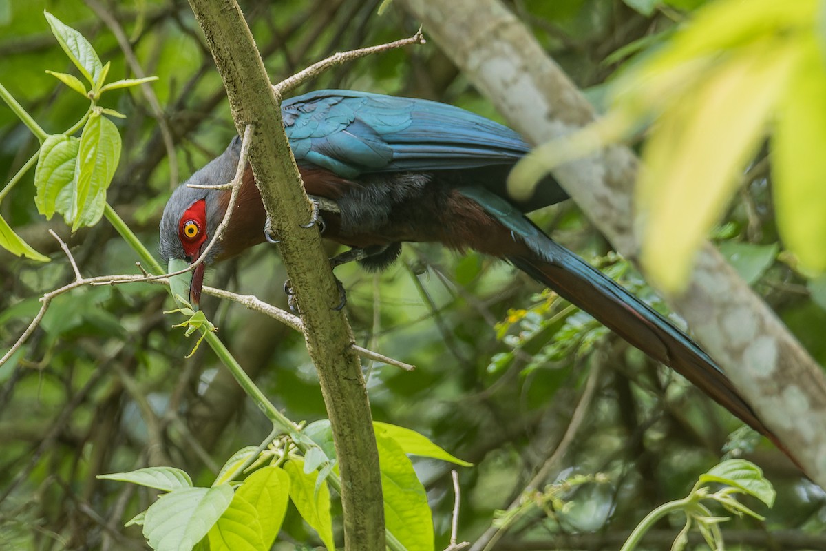 Chestnut-breasted Malkoha (Chestnut-breasted) - Wich’yanan Limparungpatthanakij