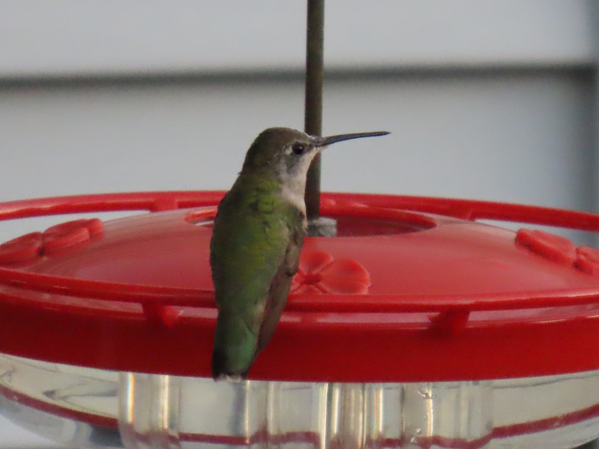 Ruby-throated Hummingbird - ML623277217