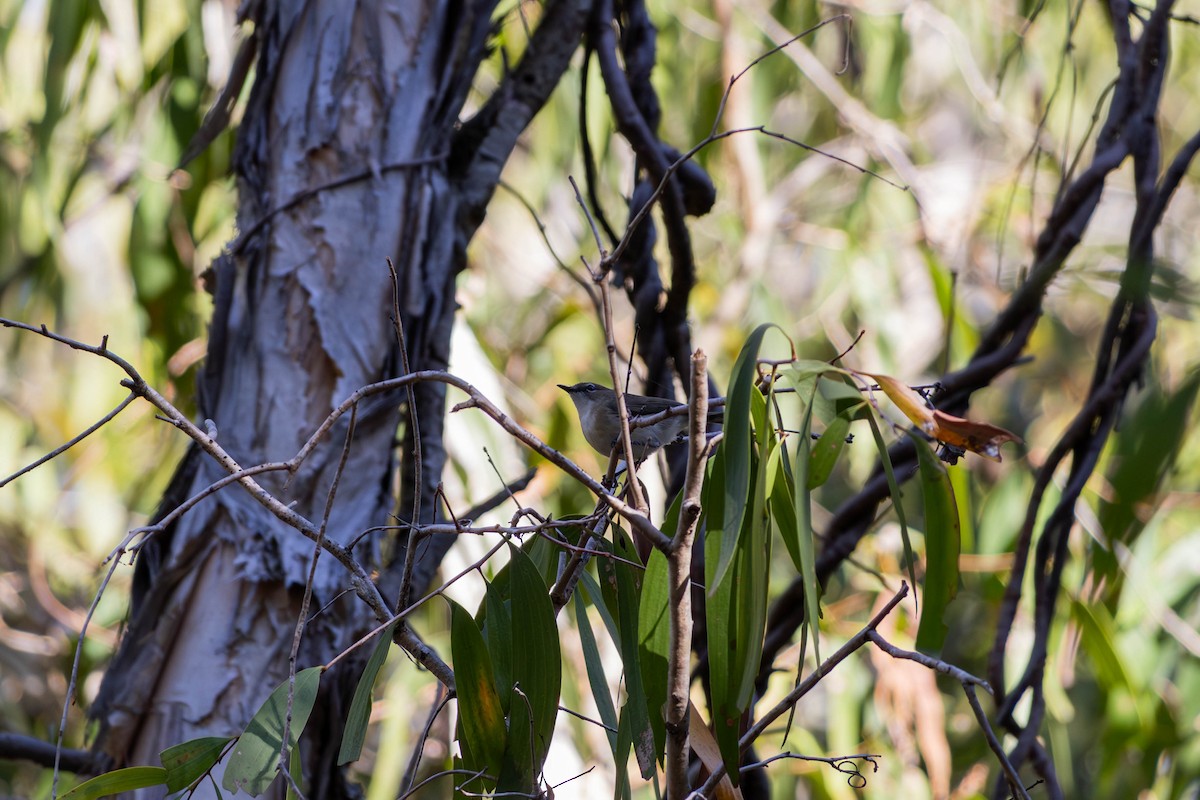 Large-billed Gerygone - ML623277282