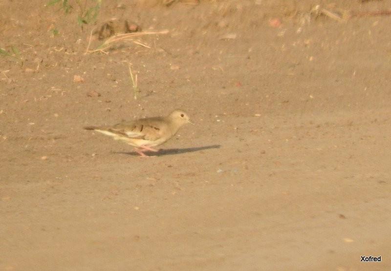 Plain-breasted Ground Dove - ML623277290