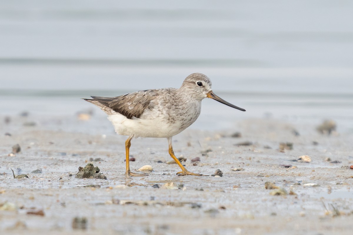 Terek Sandpiper - ML623277331