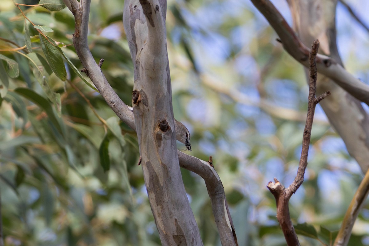 Mangrove Gerygone - ML623277342