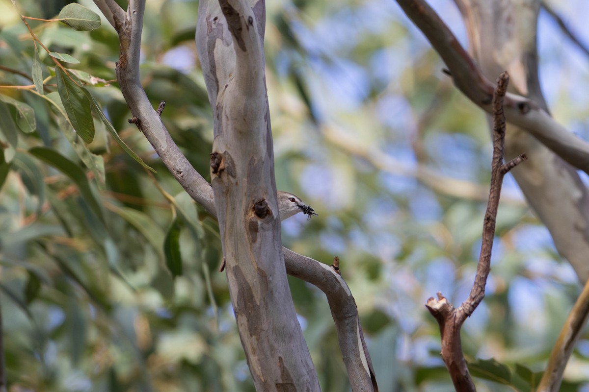 Mangrove Gerygone - ML623277343