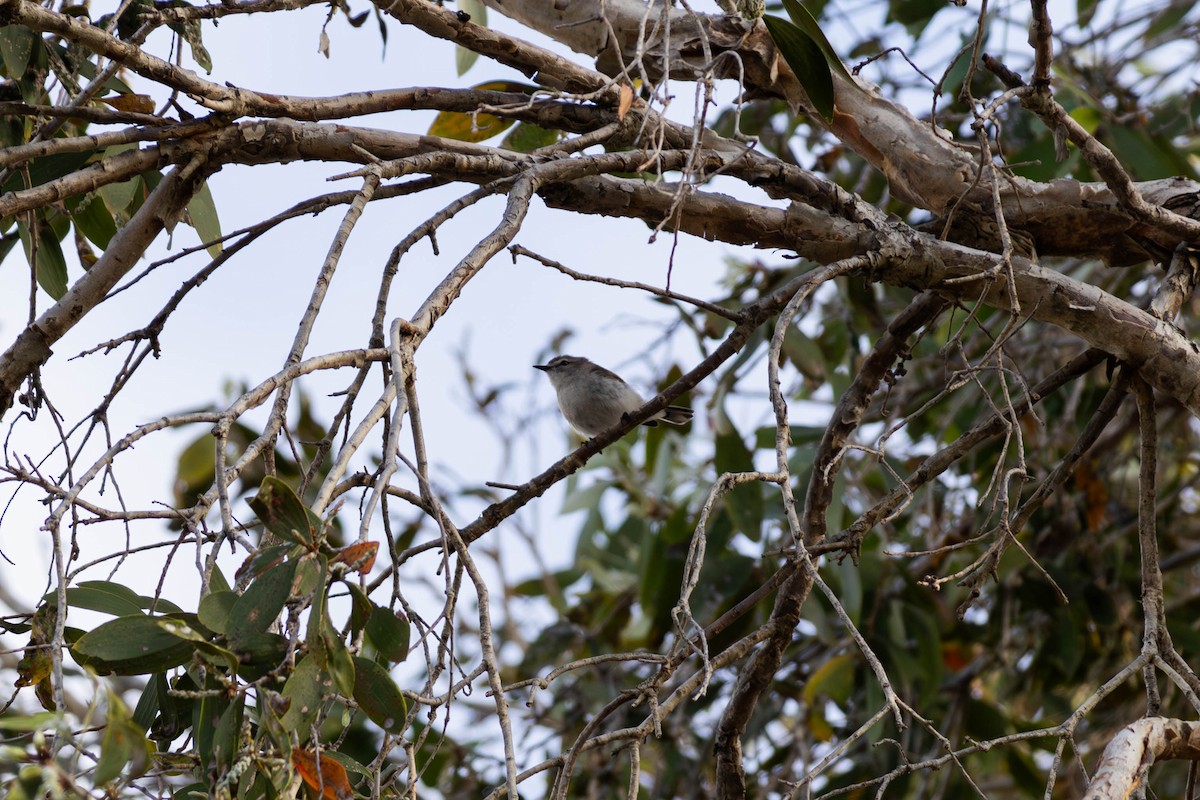 Mangrove Gerygone - Mitchell Heide