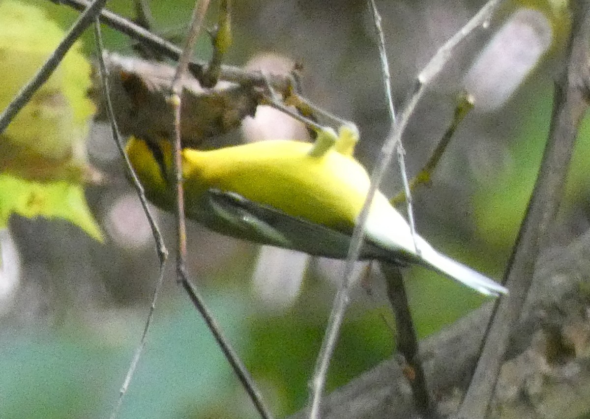 Blue-winged Warbler - Matt Peppe