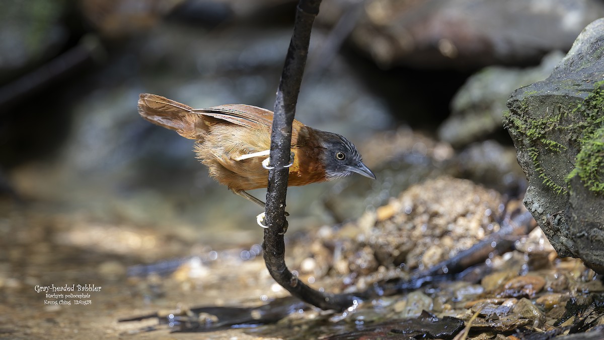 Gray-headed Babbler - Kenneth Cheong