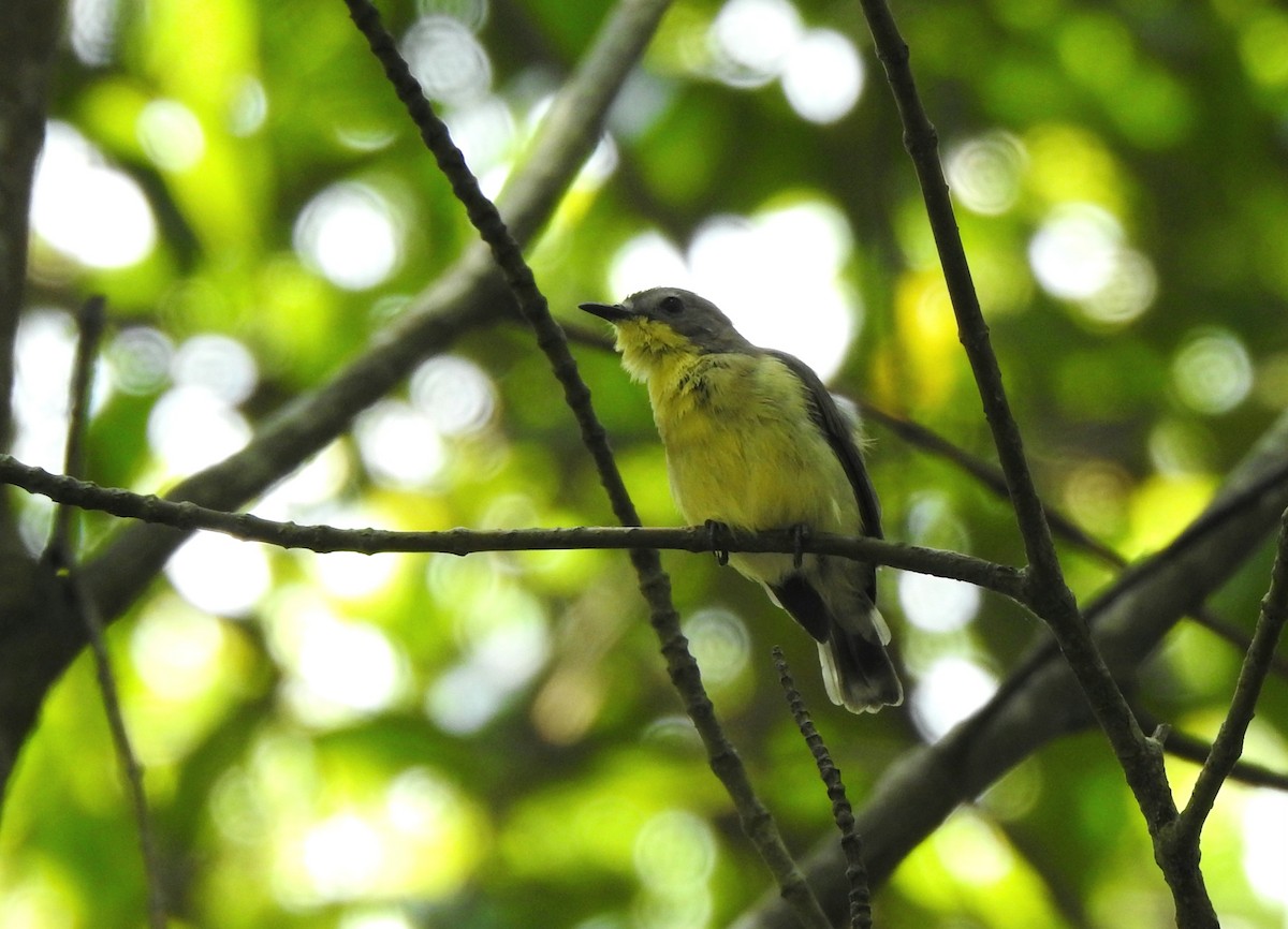 Golden-bellied Gerygone - ML623277516